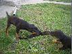 ma�e diabe�ki
