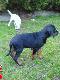WHISKY K�usuj�ca Sfora -GP

