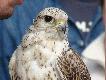 Portret ptaka �owczego - rar�g
