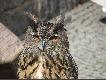 Ptak �owczy - puchacz