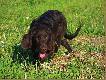 Przyjaci�ka
Piechu obieca�em wi�c ogl�daj!:)
Gaja - p�roczny wachtelhund, w przysz�o�ci moja towarzyszka �ow�w.