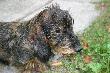 Jaris
zamieszczone zdj�cia wykona�em w czasie choroby Jaris na babeszjoz�