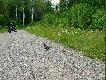Nic dziwnego, �e spruce grouse zyska� sobie miano: "stupid hen".