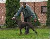 HEDER Moon Eyes
urodzona 4.03.2007 matka: Int.Ch. CZAGA z Czarnego Dworu- suka uzytkowa,poluj�ca
ojciec: BASKO KS von der Zista- pies uzytkowy. poluj�cy