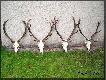 Trofea Taty
W tej galerii prezentuj� jedne z ciekawszych trofe�w mojego taty. 
Darz B�r 