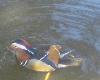 po wodzie p�ywa ...

