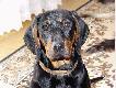 �oza                www.herbuoksza.pl
07-01-2005 tego dnia spe�ni�o si� moje marzenie a�eby naby� i w przysz�o�ci zapolowa� przy w�asnym "polskim go�czym". kupi�em 4 miesi�czn� suczk� od Kol. Micha�a "go�czak", kt�ry zajmuje si� hodowl� tej rasy. ju� po kilku dniach wida� �e jest bardzo karnym i szybko ucz�cym si� psem. m�j wyb�r, je�eli chodzi o hodowl� by� nieprzypadkowy. ot� mia�em przyjemno�� polowa� z Kol. Micha�em i jego dwoma sukami Kryz� i Kam� na dziki i spisywa�y si� rewelacyjnie. mam nadziej� �e w przysz�o�ci �oza dor�wna im prac� w terenie.