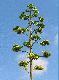Jest to kwiatostan agawy