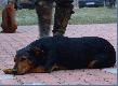 m�j piesek Ares wym�czony po ca�odziennym polowaniu