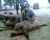 22.12.2007.  zdj�cie z fonu, dotychczas najwi�kszy(80kg), na rozk�adzie by�o 6 dzik�w,byk, 2 lisy.
