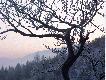 z �owieckiej ambony
