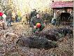 Pozyska�em na tym polowaniu 2 dziki - Kr�l Polowania.