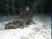 M�j pierwszy pobyt na polowaniu indywidualnym w K.�.Le�nik w Runowie gdzie w przeci�gu p� godziny pozyska�em te oto dziki:)88 i 45kg.Jeden z podchodu,a drugi z ambony strza�em na dok�adnie 200m! 