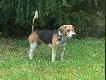 Kabalas.  Darz B�r. Wilku