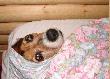 Jednego poranka Darek nie m�g� odszuka� Lucy. Wsta� z �o�ka, sprawdzi� jej legowisko na pod�odze, ale jej tam nie by�o. Po chwili odnalaz� j� zakopan� w rogu jego ��ka i po�cieli...