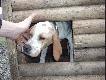 m�j pointer MAGNA
to moja ponad p�roczna sunia rasy pointer. jej rodowodowe imi� to CYNIA MAGNA. nied�ugo pr�by wy���w, a nast�pnie wystawy. jednak ona na razie tylko my�li co zbroi�