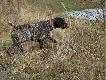 Moje kr�tkow�ose niemce :-))
Hodowla Keiviento
www.keiviento.pl