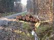 Niestety troch�  za du�o r�bi� tego drzewa .. 
