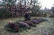 wigilije 2007, zosta�em v-ce kr�lem
dzik + 5 ba�ant�w