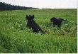 widze por�szenie koleg�w. szukam postrza�k�w r�nym ludziom tego zwierza doszed�em nast�pnego dnia gwarantuje �e si� m�czy� i dzi�ki wytrwa�osci psiaka mamy czyste sumienie �e skr�cili�my mu m�ke I TU JEST ETYKA (du�o "czystych pude�" odnajduja kruki i lisy)       Darz B�r