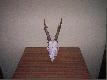 Trofea 2007
Witam a tutaj trofea z roku 2007 z polwa� dewizowych :) 