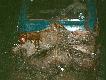 To jest tryplet ale mia�em ju� kwintet. (du�y tryplet)