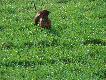 Nasza psina Kora
Prosz� o wyrozumia�o��... To moja pierwsza galeria:) Obiecuje, �e nast�pne b�d� o wiele lepszej jako�ci i w lepszej scenerii