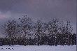 Weso�ych  �wi�t  :-))
�ycz� wszystkim Forumowiczom p�ci obojga Weso�ych �wi�t Wielkanocnych wraz z umiarkowanym korzystaniem z rozkoszy sto�u. I oby Wam jajeczka nie zaszkodzi�y . . . 
Zdj�cia kt�re Wam dedykuj� zosta�y wykonane w pierwszy dzie� tegorocznej wiosny w okolicach Bytowa.
Ca�usen aus Kaszuben - K�ysz
P.S. Poniewa� w drugi dzie� �wi�t Wielkanocnych pogoda by�a taka przepi�knie p�nozimowa postanowi�em wybra� si� na ma�y spacer. No i po�egna� si� mi�o z t� por� roku. �apa� lekki mr�z, �nieg chrupia� pod stopami. Widzia�em lisy, sarny, nawet zaj�c si� trafi�. No, mo�e jeszcze w �rod� uda si� co� podpatrze�. Zimowe krajobrazy maj� jednak swoje niezaprzeczalne uroki . . . .