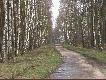 Dzisiejsze skarby 24/03/2008
W dniu dzisiejszym rano wybra�em sie na spacer po terenie.
Widzia�em watach� dzik�w,chmar� jeleni byk�w,daniele,sarny,g�si,�urawie,by�o super!!!
Zrobi�em tylko 5 zdj�� w terenie,bo potem pad�y mi baterie.
Reszt� zdj�� wykona�em ju� w domu.
Porannek by� pi�kny,bo by�o s�oneczko i -1 C.
Postanowi�em poszuka� zrzut�w i si� uda�o :)
Znalaz�em par� 10 taka i 1 praw� tyk� od 12 staka.
Zapraszam do galerii.

Darz B�r
LEON