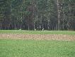 Napotkane w lesie
W tej galerii b�d� umieszcza� zdj�cia wykonane w czasie moich wypraw do Kniei.