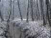 To co widzia�em i znalaz�em ostatnio...
Kilka fotek z ostatnich wypad�w do lasu...  