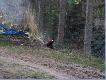 Odwiedziny;)
Na terenie naszego ko�a Nr 138 ,,D�browa" w D�browie Che�mi�skiej od kilku lat  zwiekszamy liczb� ba�ant�w porzez wsiedlanie z hodowli jednego z naszych cz�onk�w ko�a. I tak sie sta�o �e kilkana�cie sztuk wpuszczono niedaleko mnie, a dzisiaj jeden z kogucik�w odwiedzi� nasz� le�nicz�wke, chwile sobie pochodzi�w s�siedztwie kur i polecia� dalej do lasu;)
