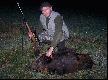 Nowy sezon zaczyna si� od strzelenia tego dzika. Mia� star� ran� postrza�ow� na tylnym biegu, przez co by� wychudzony. Wataha buchtowa�a na polu po kukurydzy.  