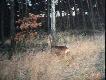 Uratowany ko�lak.
Przed �wi�tami postanowi�em wybra� si� do �owiska na dzika.
O 16 00 spakowa�em si� i wyjecha�em. Przeje�dzaj�c przez Pozna�  znalaz�em si� na wysoko�ci oczyszczalni �ciek�w. By�o ju� szaro, widoczno� s�aba a ruch na drodze wylotowej z miasta by� du�y.  W pewnym momencie, k�tem oka zauwa�y�em na drodze le��c� sarne. Zjecha�em, na pobocze, przeszed�em z trudem na przeciwn� strone jezdni, podnios�em ko�laka. Zapakowa�em do samochodu i pojecha�em do ksi��ki wpis�w. Na miejscu stwierdzi�em, �e ko�lak �yje, podnosi �eb ale w pysku ma sporo farby. Zrezygnowa�em z polowania pojecha�em do domu, sarne w�o�y�em do woliery.  Nast�pnego dnia  z ko�lakiem by�o lepiej, zacz�� wstawa� . Po dw�ch dniach by�o ju�  OK.
Skr�powa�e go za�o�y�em zielony kolczyk i wywioz�em do �owiska.