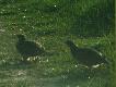 kury
zdj�cia robione przez szybe samochodu , niestety gdy juz mog�em otwo�yc szybe i robic zdj�cia  tak aby ich nie p�oszyc pad� aparat.