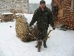 Wujek z  odbitym bem jelenia,wiek ok.7-8lat masa 103 kg po wypatroszeniu waga wieca ok.5 kg.