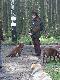  D�br�wka Le�na
Konkurs Pracy Posokowc�w i Tropowc�w