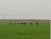 Daniele i muflony
Wsp�lny �er danieli i muflon�w.