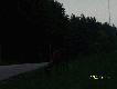 Pas�cy si� daniel przy samej jezdni.Ogromne niebezpiecze�stwo dla kierowc�w i dla nich samych.