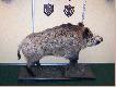 Targi Wroc�aw
Zdjecia z targ�w odbywaj�cych sie we Wroc�awiu!
Mi�dzy innymi stoisko Rados�awa!