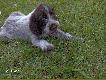 Ostry (CF)
Od soboty mam psa, fouska. Wabi si� Ostry pochodzi z Koblova(ko�o Ostrawy).