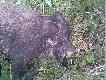 odyniaszek 45kg, strza� "za ucho" :) na strzelnicy bywa z tym r�znie ale tu sie powiod�o. nawet kroku nie zrobi�