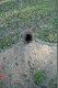 nory lis�w
kontrola lisich nor przed sezonem...