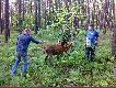 Na ratunek �ani
Przed chwil� wr�ci�em z akcji ratunkowej. Dostali�my zg�oszenie o �ani rodz�cej ciel�, kt�r� spotkali robotnicy w pobli�u le�nego duktu.  Po dotarciu na miejsce i nieudanej pr�bie rozwi�zania porodu w "naturalny" spos�b, razem z koleg� po fachu Micha�em oraz miejscowymi my�liwymi Mariuszem i W�odkiem, zdecydowali�my o przewiezieniu �ani do o�rodka rehabilitacji dla zwierz�t w Kole prowadzonego przez Paw�a. Tu drog� cesarskiego ci�cia wydobyli�my martwe ciel�. Operacja si� uda�a i mamy nadziej�, �e �ania szybko wr�ci do zdrowia i na �ono natury. W akcji aktywnie uczestniczy�y miejscowe psiaki oraz AGENT (IMPULS), zw�aszcza podczas mycia narz�dzi po zabiegu.

<a href="http://alpejczyki.bloog.pl/gal,456583,title,Na-ratunek-lani,index.html" target=_blank>Wi�cej na www.alpejczyki.bloog.pl</a>

Mimo naszych stara� los dla �ani nie okaza� si� �askawy… 