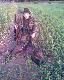 M�j drugi w tym sezonie,waga36kg.Strzelony o 4.15 jeden z dw�ch kt�re przysz�y,wcze�niej widzia�em loch� z oko�o dziesi�cioma m�odymi.