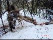 znw za pno .Dzik ''powiesi'' sie jakie 2 tygodnie wczeniej . 