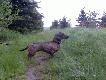 ARA z Wi�niowej Zagrody
ARA z Wi�niowej Zagrody,o.ABBADDON Anix,m.XENA z Rydlewa