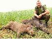 26.06.2008. Czym ja sobie zas�u�y�em �e �w. Hubert tak mi dzisiaj rano darzy�???? M�j pierwszy dublet strzelony podczas porannego polowania z podchodu, i to nie byle jaki dublecik bo strzelony na szkodach , a na dodatek  z�o�ony z dw�ch wycink�w.  