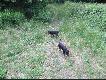 Jagi Polo i Pers 5 miesi�cy
