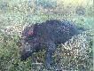 Poranny przelatek z nowego blasera 02.07.08 
